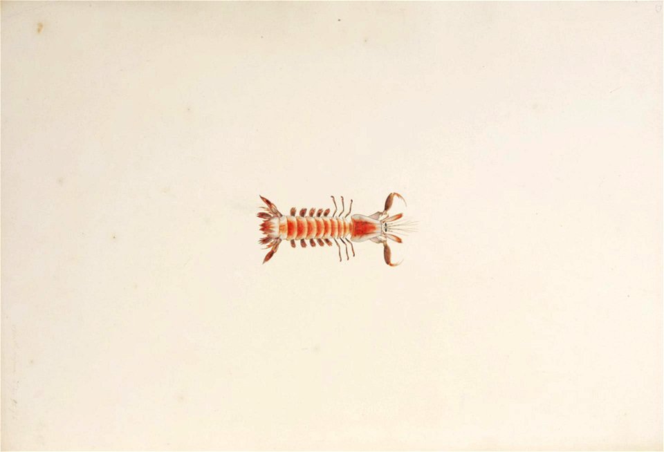 Naturalis Biodiversity Center - RMNH.ART.22 - Parasquilla haani - Kawahara Keiga - 1823 - 1829 - Siebold Collection - pencil drawing - water colour