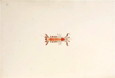 Naturalis Biodiversity Center - RMNH.ART.22 - Parasquilla haani - Kawahara Keiga - 1823 - 1829 - Siebold Collection - pencil drawing - water colour
