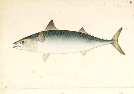 Naturalis Biodiversity Center - RMNH.ART.543 - Scomber japonicus Houttuyn - Kawahara Keiga - 1823 - 1829 - Siebold Collection - pencil drawing - water colour. Free illustration for personal and commercial use.