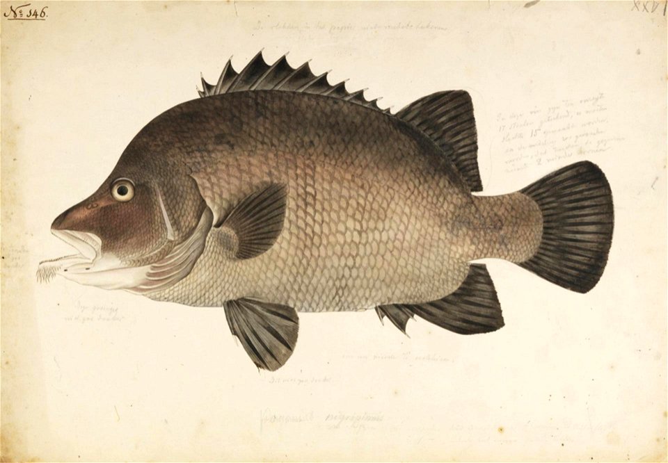 Naturalis Biodiversity Center - RMNH.ART.331 - Hapalogenys nigripinnis (Temminck and Schlegel) - Kawahara Keiga - 1823 - 1829 - Siebold Collection - pencil drawing - water colour