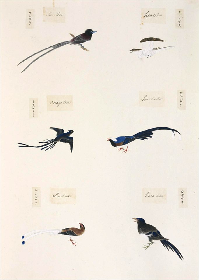 Naturalis Biodiversity Center - RMNH.ART.304 - Cyanopica cyana - Pica pica - Urocissa erythrorhyncha - Cuculus poliocephalus - Terpsiphone atrocaudata - Kawahara Keiga - 1823 - 1829 - Siebold Collection - pencil drawing - water colour