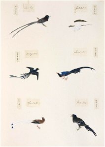Naturalis Biodiversity Center - RMNH.ART.304 - Cyanopica cyana - Pica pica - Urocissa erythrorhyncha - Cuculus poliocephalus - Terpsiphone atrocaudata - Kawahara Keiga - 1823 - 1829 - Siebold Collection - pencil drawing - water colour