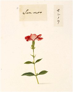 Naturalis Biodiversity Center - RMNH.ART.731 - Lychnis senno - Kawahara Keiga - 1823 - 1829 - Siebold Collection - pencil drawing - water colour