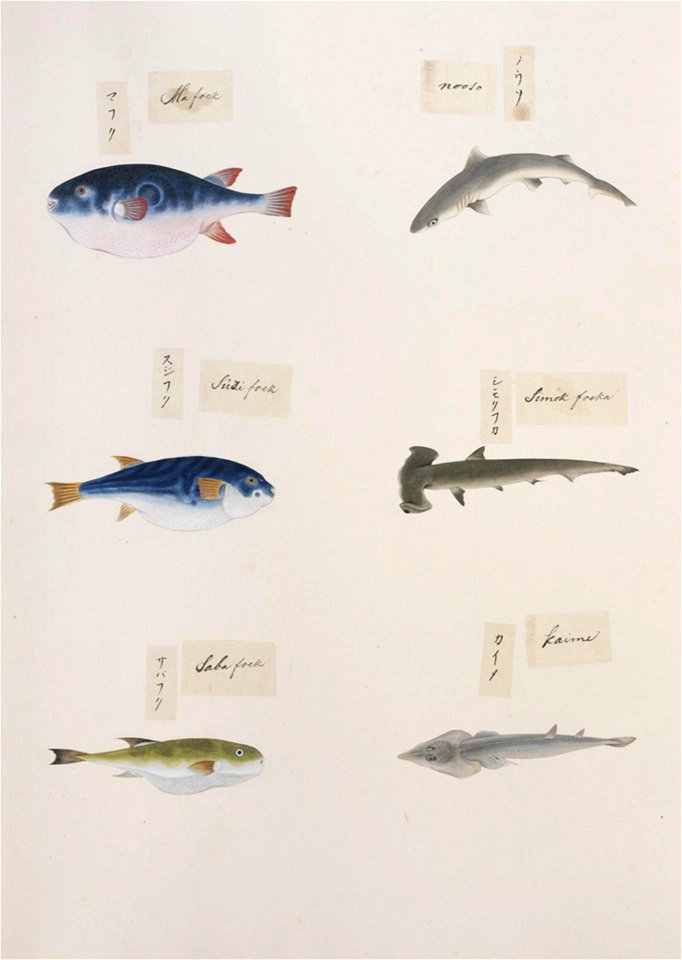 Naturalis Biodiversity Center - RMNH.ART.320-Rhinobatos schlegelii-Lagocephalus inermis-Sphyrna zygaena-Takifugu xanthopterus-Takifugu rubripes-indet.-Kawahara Keiga-1823-1829-Siebold Collection-pencil drawing-water colour