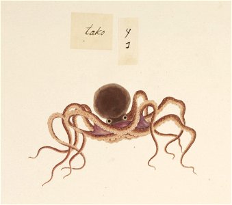 Naturalis Biodiversity Center - RMNH.ART.550 - Octopus vulgaris - Kawahara Keiga - 1823 - 1829 - Siebold Collection - pencil drawing - water colour