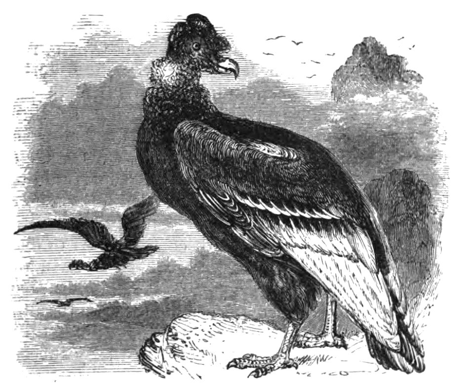 Natural History, Birds - Condor