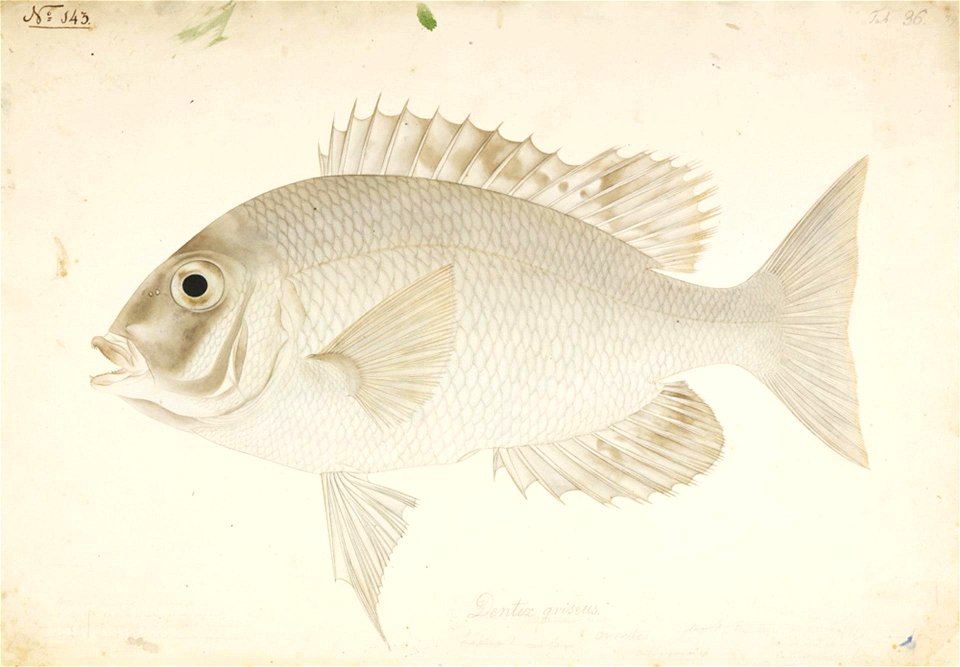 Naturalis Biodiversity Center - RMNH.ART.438 - Gymnocranius griseus (Temminck and Schlegel) - Kawahara Keiga - 1823 - 1829 - Siebold Collection - pencil drawing - water colour