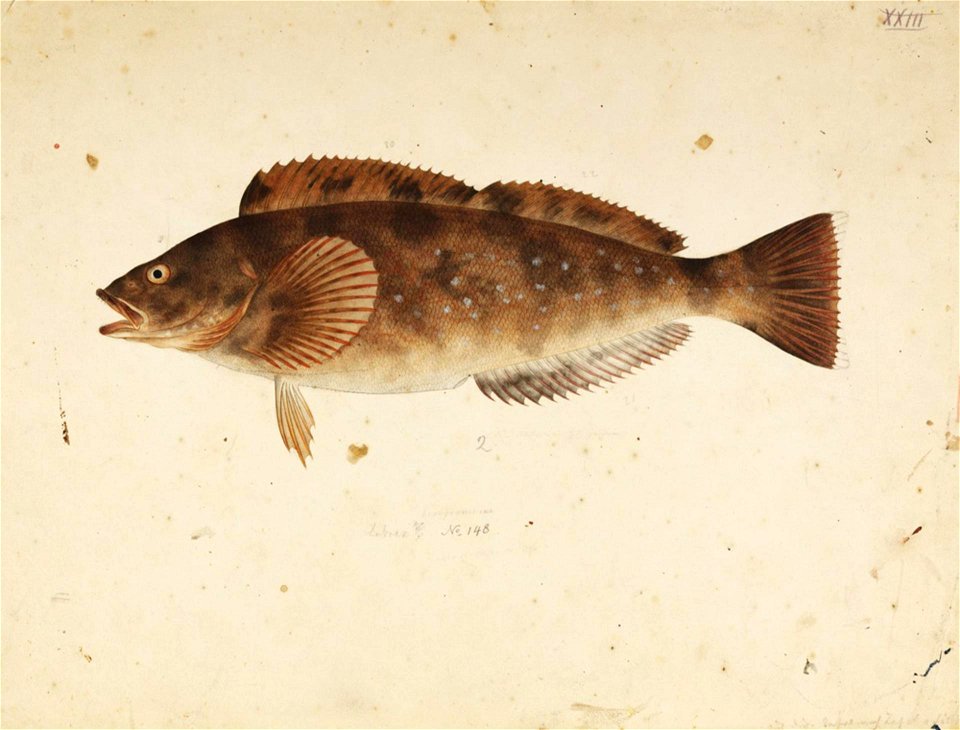 Naturalis Biodiversity Center - RMNH.ART.310 - Hexagrammos otakii Jordan and Starks - Kawahara Keiga - 1823 - 1829 - Siebold Collection - pencil drawing - water colour