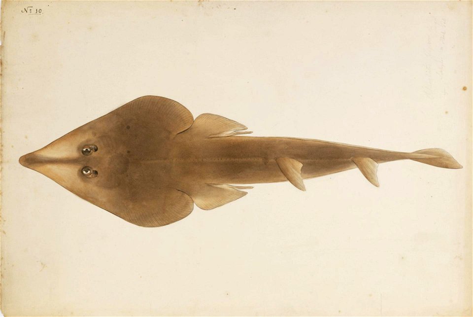 Naturalis Biodiversity Center - RMNH.ART.253 - Rhinobatos schlegelii Muller and Henle - Kawahara Keiga - 1823 - 1829 - Siebold Collection - pencil drawing - water colour
