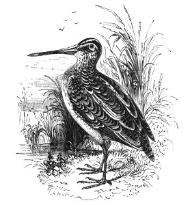 Natural History, Birds - Snipe. Free illustration for personal and commercial use.
