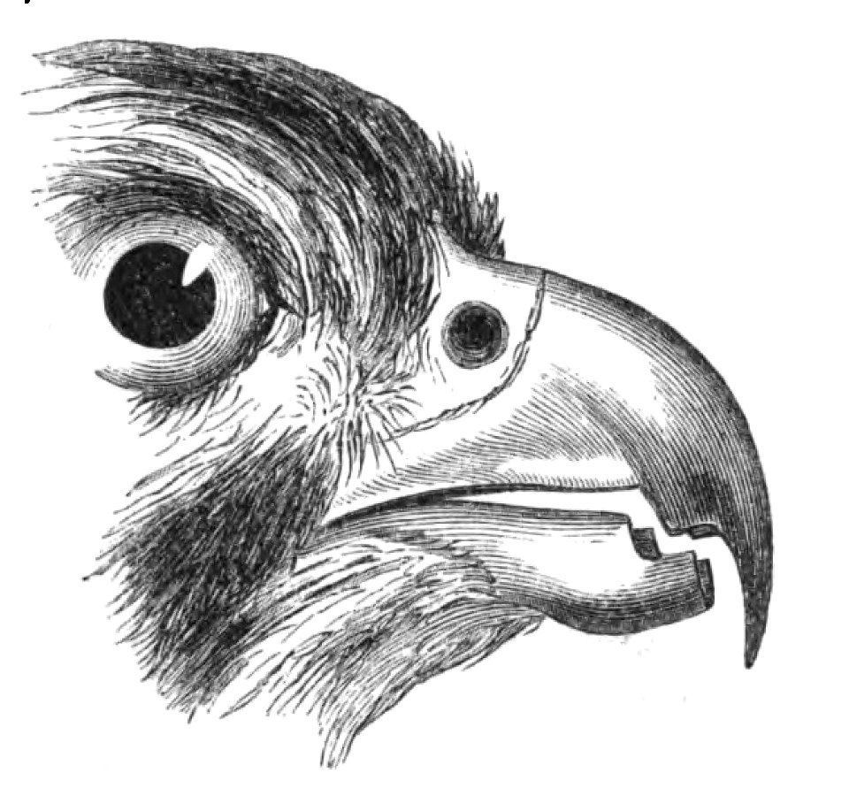 Natural History, Birds - Falcon beak