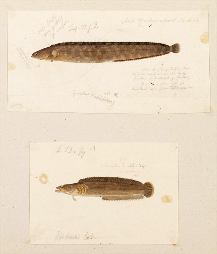 Naturalis Biodiversity Center - RMNH.ART.204 - Tridentiger obscurus - Periophthalmus cantonensis - Kawahara Keiga - 1823 - 1829 - Siebold Collection - pencil drawing - water colour