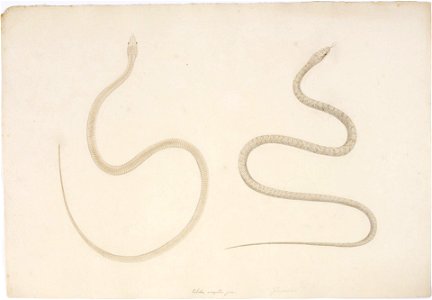 Naturalis Biodiversity Center - RMNH.ART.113 - Elaphe quadrivirgata - Kawahara Keiga - 1823 - 1829 - Siebold Collection - pencil drawing - water colour