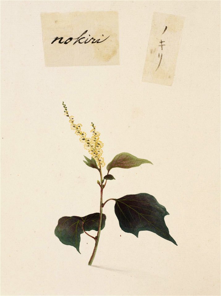 Naturalis Biodiversity Center - RMNH.ART.802 - Mallotus japonicus (Thunb.) Muell. Arg. - Kawahara Keiga - 1823 - 1829 - Siebold Collection - pencil drawing - water colour