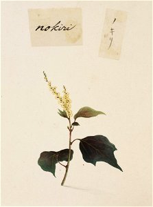 Naturalis Biodiversity Center - RMNH.ART.802 - Mallotus japonicus (Thunb.) Muell. Arg. - Kawahara Keiga - 1823 - 1829 - Siebold Collection - pencil drawing - water colour