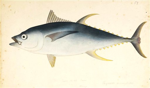 Naturalis Biodiversity Center - RMNH.ART.565 - Thunnus albacares (Bonnaterre) - Kawahara Keiga - 1823 - 1829 - Siebold Collection - pencil drawing - water colour