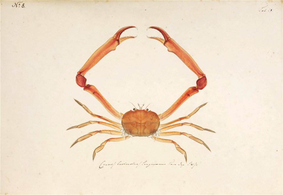 Naturalis Biodiversity Center - RMNH.ART.5 - Carcinoplax longimana (De Haan, 1833) - Kawahara Keiga