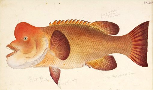 Naturalis Biodiversity Center - RMNH.ART.3 - Labrus reticulatus - Kawahara Keiga - 1823 - 1829 - Siebold Collection - pencil drawing - - water colour
