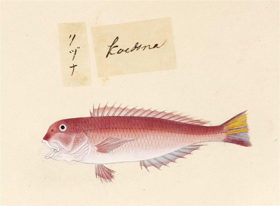 Naturalis Biodiversity Center - RMNH.ART.504 - A species of Silago - Kawahara Keiga - 1823 - 1829 - Siebold Collection - pencil drawing - water colour