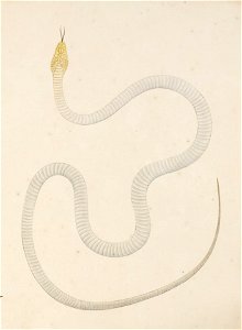 Naturalis Biodiversity Center - RMNH.ART.123 - Elaphe quadrivirgata - Kawahara Keiga - 1823 - 1829 - Siebold Collection - pencil drawing - water colour