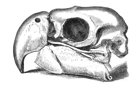 Natural History, Birds - Macaw skull