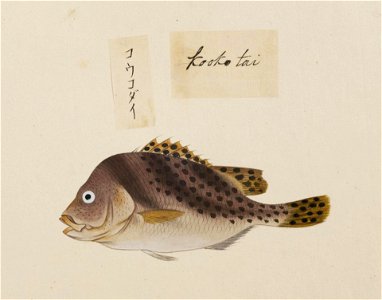 Naturalis Biodiversity Center - RMNH.ART.515 - Gaterin cinctus - Kawahara Keiga - 1823 - 1829 - Siebold Collection - pencil drawing - water colour
