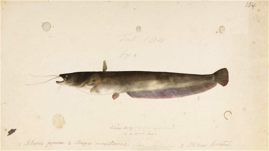 Naturalis Biodiversity Center - RMNH.ART.134 - Silurus asotus (Linnaeus) - Kawahara Keiga - 1823 - 1829 - Siebold Collection - pencil drawing - water colour