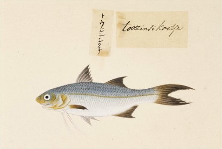Naturalis Biodiversity Center - RMNH.ART.513 - Polydactylus plebejus - Kawahara Keiga - 1823 - 1829 - Siebold Collection - pencil drawing - water colour