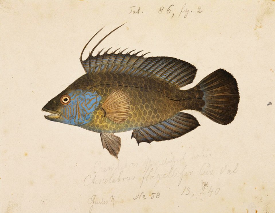 Naturalis Biodiversity Center - RMNH.ART.226 - Duymaeria flagellifera (Valenciennes) - Kawahara Keiga - 1823 - 1829 - Siebold Collection - pencil drawing - water colour