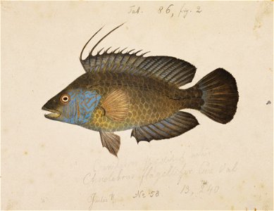 Naturalis Biodiversity Center - RMNH.ART.226 - Duymaeria flagellifera (Valenciennes) - Kawahara Keiga - 1823 - 1829 - Siebold Collection - pencil drawing - water colour