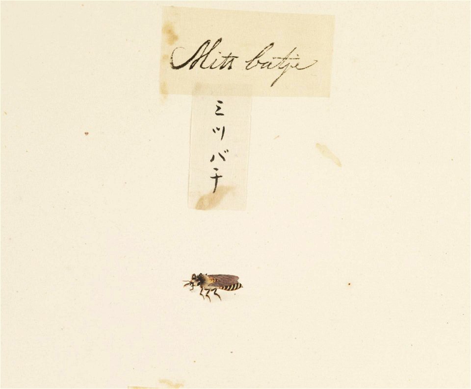 Naturalis Biodiversity Center - RMNH.ART.593 - Apis cerana - Kawahara Keiga - 1823 - 1829 - Siebold Collection - pencil drawing - water colour