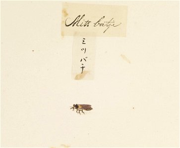 Naturalis Biodiversity Center - RMNH.ART.593 - Apis cerana - Kawahara Keiga - 1823 - 1829 - Siebold Collection - pencil drawing - water colour