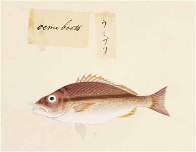 Naturalis Biodiversity Center - RMNH.ART.522 - Lutjanus vitta - Kawahara Keiga - 1823 - 1829 - Siebold Collection - pencil drawing - water colour
