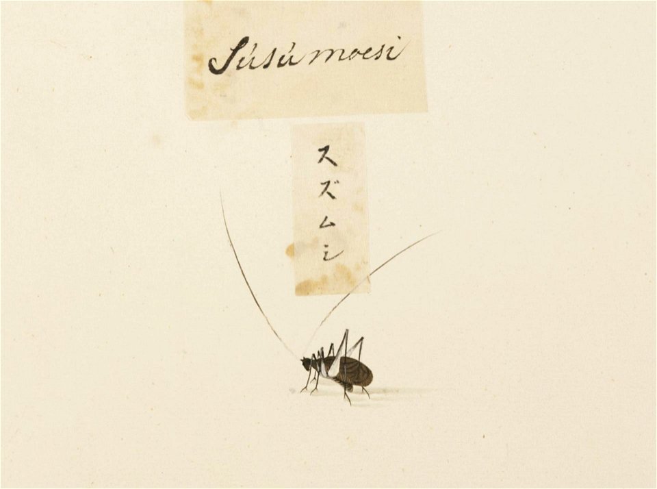 Naturalis Biodiversity Center - RMNH.ART.591 - Homoeogryllus japonicus - Kawahara Keiga - 1823 - 1829 - Siebold Collection - pencil drawing - water colour