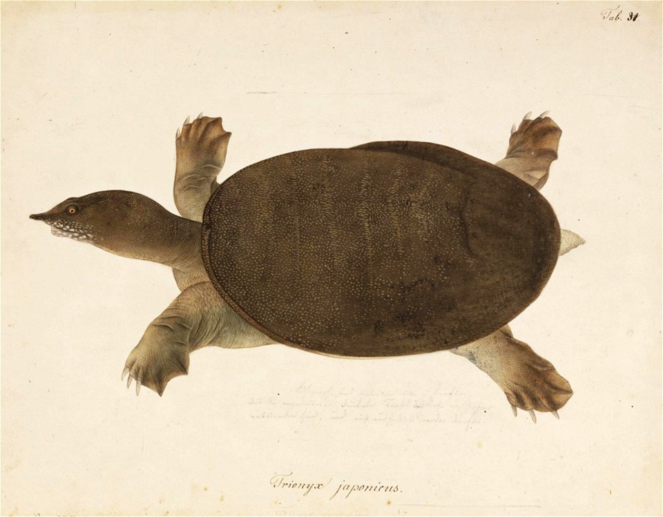 Naturalis Biodiversity Center - RMNH.ART.275 - Pelodiscus sinensis - Kawahara Keiga - 1823 - 1829 - Siebold Collection - pencil drawing - water colour