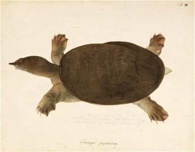 Naturalis Biodiversity Center - RMNH.ART.275 - Pelodiscus sinensis - Kawahara Keiga - 1823 - 1829 - Siebold Collection - pencil drawing - water colour