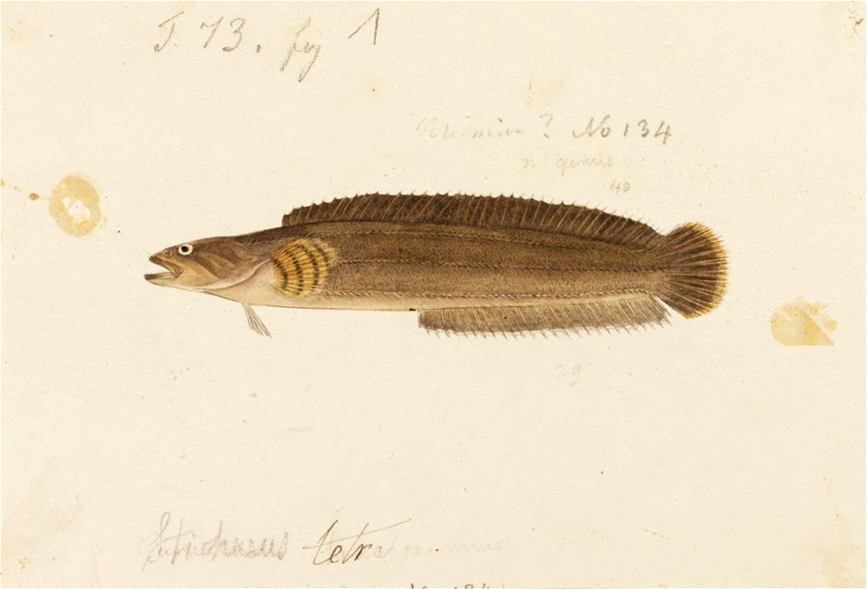 Naturalis Biodiversity Center - RMNH.ART.233 - Ernogrammus hexagrammus (Temminck and Schlegel) - Kawahara Keiga - 1823 - 1829 - Siebold Collection - pencil drawing - water colour