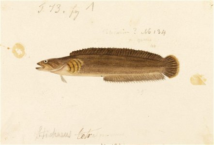 Naturalis Biodiversity Center - RMNH.ART.233 - Ernogrammus hexagrammus (Temminck and Schlegel) - Kawahara Keiga - 1823 - 1829 - Siebold Collection - pencil drawing - water colour