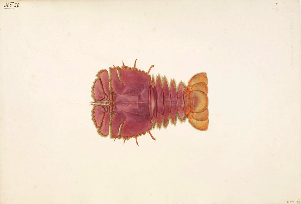 Naturalis Biodiversity Center - RMNH.ART.60 - Ibacus ciliatus - Kawahara Keiga - 1823 - 1829 - Siebold Collection - pencil drawing - water colour