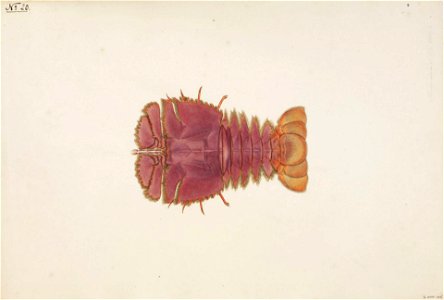 Naturalis Biodiversity Center - RMNH.ART.60 - Ibacus ciliatus - Kawahara Keiga - 1823 - 1829 - Siebold Collection - pencil drawing - water colour