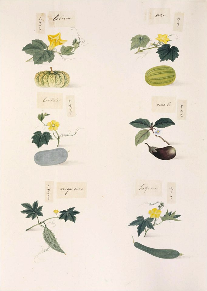 Naturalis Biodiversity Center - RMNH.ART.286-Luffa cylindrica-Momordica charantia-Solanum melongena-Benincasa hispida-Cucurbita-Cucumis melo-Kawahara Keiga-1823-1829-Siebold Collection-pencil drawing-water colour