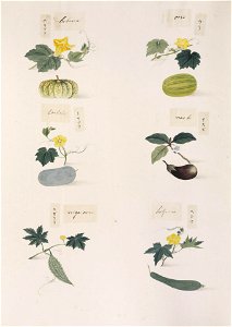 Naturalis Biodiversity Center - RMNH.ART.286-Luffa cylindrica-Momordica charantia-Solanum melongena-Benincasa hispida-Cucurbita-Cucumis melo-Kawahara Keiga-1823-1829-Siebold Collection-pencil drawing-water colour