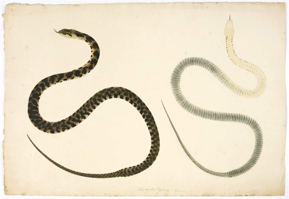 Naturalis Biodiversity Center - RMNH.ART.129 - Rhabdophis tigrinus - Kawahara Keiga - 1823 - 1829 - Siebold Collection - pencil drawing - water colour