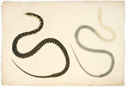 Naturalis Biodiversity Center - RMNH.ART.129 - Rhabdophis tigrinus - Kawahara Keiga - 1823 - 1829 - Siebold Collection - pencil drawing - water colour