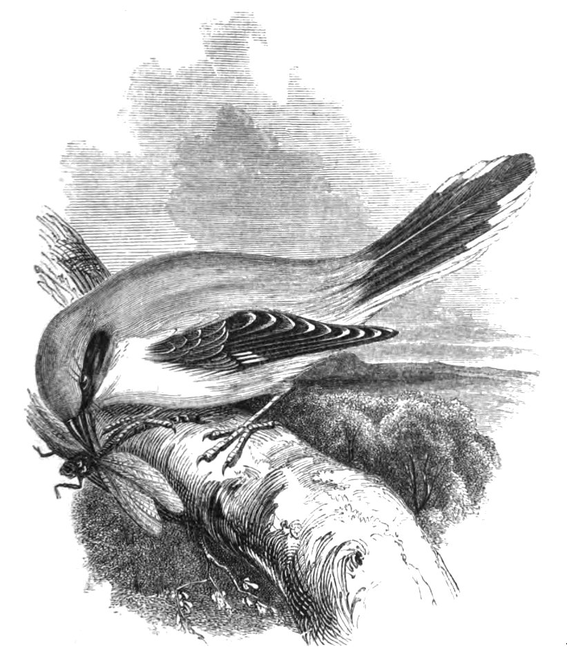 Natural History, Birds - Shrike