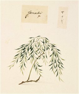 Naturalis Biodiversity Center - RMNH.ART.842 - Salix - Kawahara Keiga - 1823 - 1829 - Siebold Collection - pencil drawing - water colour. Free illustration for personal and commercial use.