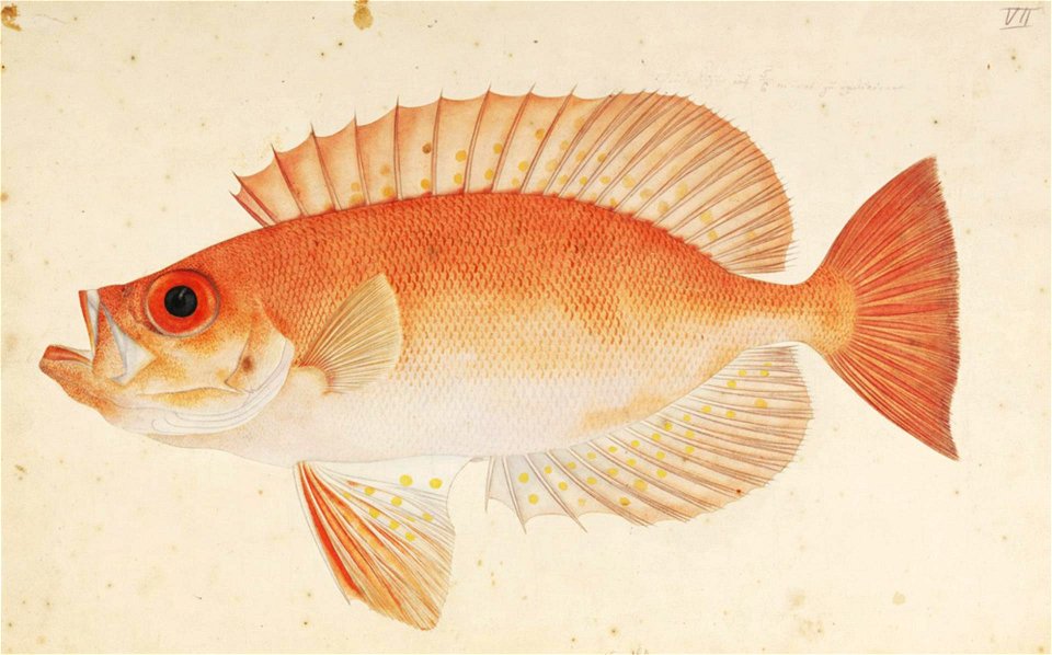 Naturalis Biodiversity Center - RMNH.ART.781 - Priacanthus macracanthus Cuvier - Kawahara Keiga - 1823 - 1829 - Siebold Collection - pencil drawing - water colour