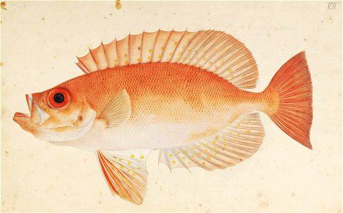 Naturalis Biodiversity Center - RMNH.ART.781 - Priacanthus macracanthus Cuvier - Kawahara Keiga - 1823 - 1829 - Siebold Collection - pencil drawing - water colour