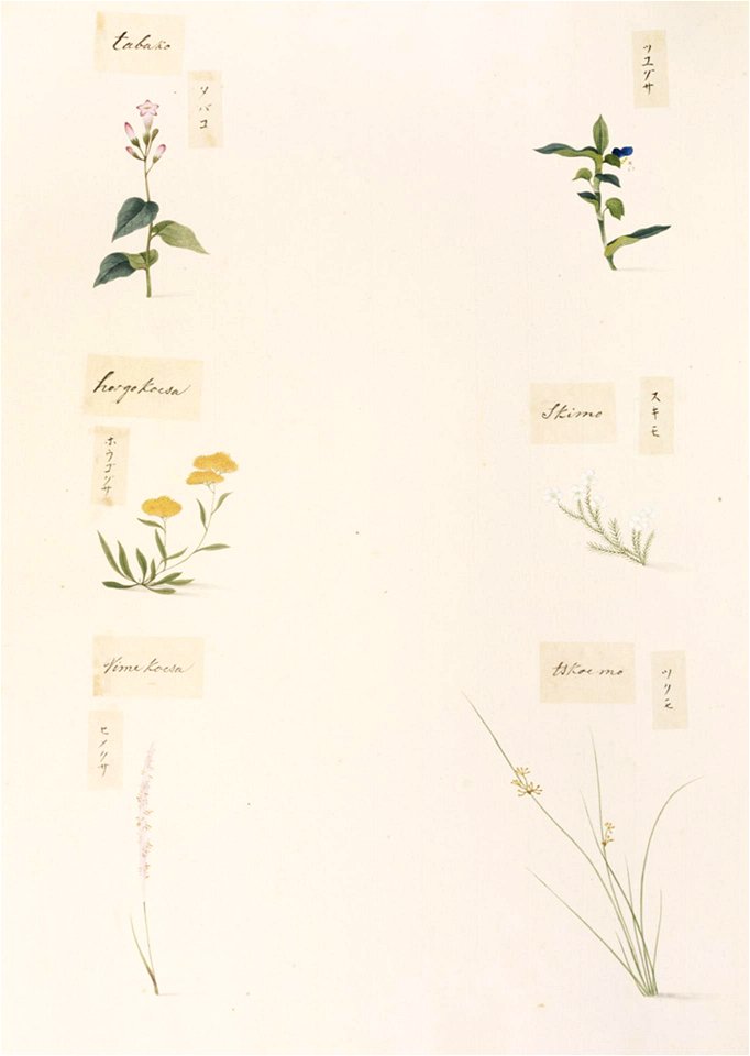 Naturalis Biodiversity Center - RMNH.ART.348 - Spiranthes sinensis var. amoena - Nicotiana sp. - Commelina communis - indets - Kawahara Keiga - 1823 - 1829 - Siebold Collection - pencil drawing - water colour