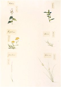 Naturalis Biodiversity Center - RMNH.ART.348 - Spiranthes sinensis var. amoena - Nicotiana sp. - Commelina communis - indets - Kawahara Keiga - 1823 - 1829 - Siebold Collection - pencil drawing - water colour